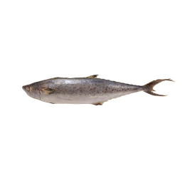 Kingfish (Scomberomorus Spp) WG 700-1200 Gr 10 kg-SR Kingfish (Scomberomorus Spp) WG 700-1200 Gr 10 kg-SR