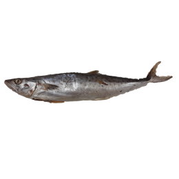 JONA Kingfish (Scomberomorus Spp) WG IWP 700-1000 10 kg-SR JONA Kingfish (Scomberomorus Spp) WG IWP 700-1000 10 kg-SR