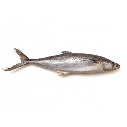 JONA Seerfish WR IWP 500-700gr 10 kg 5% NW-IN JONA Seerfish WR IWP 500-700gr 10 kg 5% NW-IN