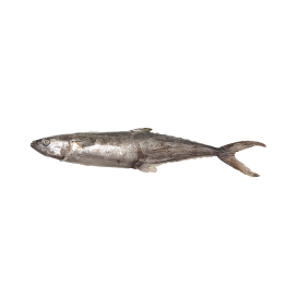 BBD 11-22 Seer / Kingfish WR IWP 500-700gr 10 kg 5% NW-IN BBD 11-22 Seer / Kingfish WR IWP 500-700gr 10 kg 5% NW-IN