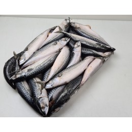 Mackerel WR 500 gr+ (average 580 gr) 2 x 12.5 Kilo Block-FO Mackerel WR 500 gr+ (average 580 gr) 2 x 12.5 Kilo Block-FO