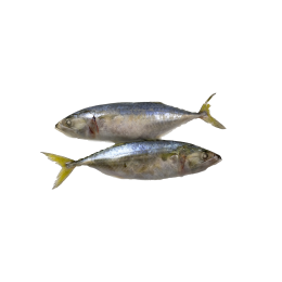 Indian Mackerel WR 8-12 pc/kg IQF 10 Kg-YE Indian Mackerel WR 8-12 pc/kg IQF 10 Kg-YE