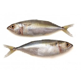 Indian Mackerel WR 8/12 pc/kg 10 x 1 Kg 10%-VN Indian Mackerel WR 8/12 pc/kg 10 x 1 Kg 10%-VN
