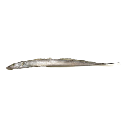 Ribbonfish / Silverbelt WR "A" grade 100-200 gr 1 x 10 kg-IN Ribbonfish / Silverbelt WR "A" grade 100-200 gr 1 x 10 kg-IN