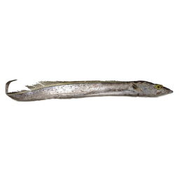 Ribbonfish / Silverbelt WR "B" grade 200-300 gr 1 x 10 kg-IN Ribbonfish / Silverbelt WR "B" grade 200-300 gr 1 x 10 kg-IN