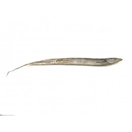 Ribbonfish / Silverbelt WR "B" grade 100-200 gr 1 x 10 kg-IN Ribbonfish / Silverbelt WR "B" grade 100-200 gr 1 x 10 kg-IN