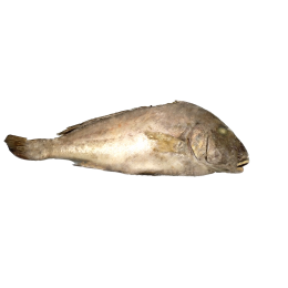Jona Burro/Sweetlips/Harry Hotlips WR IWP 2 kg+ 15 kg 10%-ID Jona Burro/Sweetlips/Harry Hotlips WR IWP 2 kg+ 15 kg 10%-ID