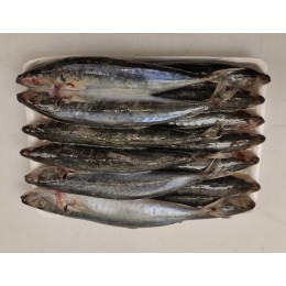 Round Scad/Ca Nuc Chuoi/Galunggong 12-14p VAC 10 x 1 kg-VN Round Scad/Ca Nuc Chuoi/Galunggong 12-14p VAC 10 x 1 kg-VN