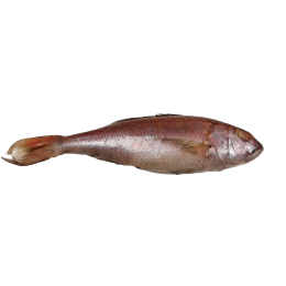 Kingsnappers/Jobfish WR IQF IWP 21 kilo 1000-2000 100% NW-IN Kingsnappers/Jobfish WR IQF IWP 21 kilo 1000-2000 100% NW-IN