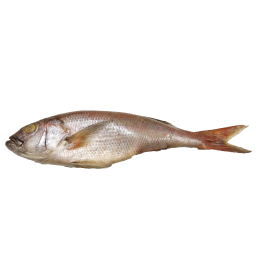 Kingsnappers/Jobfish WR IQF IWP 21 kilo 2000-3000 100% NW-IN Kingsnappers/Jobfish WR IQF IWP 21 kilo 2000-3000 100% NW-IN