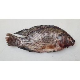 JONA Black Tilapia G&S IWP 300-500 gr 1 x 4 kg 20%-TH JONA Black Tilapia G&S IWP 300-500 gr 1 x 4 kg 20%-TH