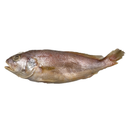 Tiger Tooth Croaker 100-200 gr 10 Kg IWP-IN Tiger Tooth Croaker 100-200 gr 10 Kg IWP-IN
