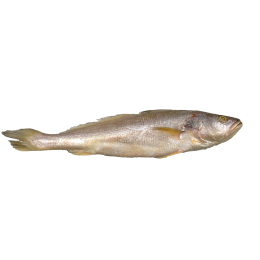 Tiger Tooth Croaker 200-300 gr 10 Kg IWP-IN Tiger Tooth Croaker 200-300 gr 10 Kg IWP-IN