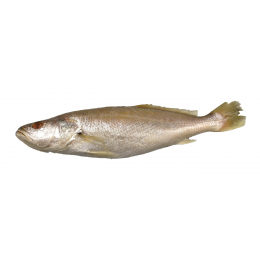 Tiger Tooth Croaker 300-500 gr 10 Kg IWP-IN Tiger Tooth Croaker 300-500 gr 10 Kg IWP-IN