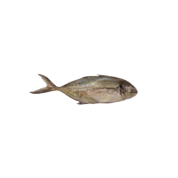 Trevally / Blue Runner / Caranx Crysos WR 300-800g 10 kg-SU Trevally / Blue Runner / Caranx Crysos WR 300-800g 10 kg-SU