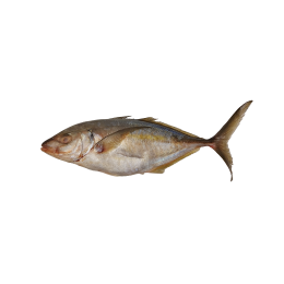 Trevally New Zealand WR 1000 gr+ 1 x 20 kg IQF-NZ Trevally New Zealand WR 1000 gr+ 1 x 20 kg IQF-NZ
