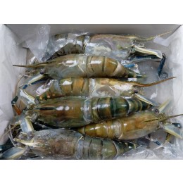 Fresh Water shrimps HOSO 4/6 10 x 1 kg 20%-BD Fresh Water shrimps HOSO 4/6 10 x 1 kg 20%-BD