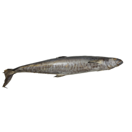JONA Kingfish WR IWP 1000-5000gr 20 kg 100% NW-ID JONA Kingfish WR IWP 1000-5000gr 20 kg 100% NW-ID