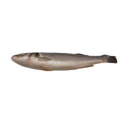 Seabass Whole Round IQF 300/400 grs 20% 5 Kg-TR Seabass Whole Round IQF 300/400 grs 20% 5 Kg-TR