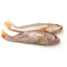 Yellow Croakers (Bigeye JONA) WGS 500-1000 gr 4x3 kg 10%-MX Yellow Croakers (Bigeye JONA) WGS 500-1000 gr 4x3 kg 10%-MX