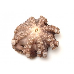 JONA Octopus Whole Clean Flower IWP 2-3 kg 10 Kg 10% -ID JONA Octopus Whole Clean Flower IWP 2-3 kg 10 Kg 10% -ID