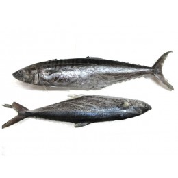 JONA Seerfish WR IWP 1000gr+ 10 kg 5% NW-IN JONA Seerfish WR IWP 1000gr+ 10 kg 5% NW-IN