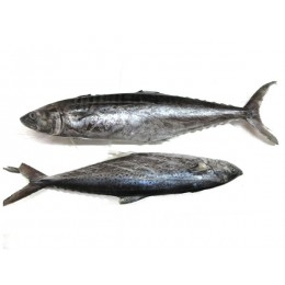 JONA Seerfish WR IWP 700-1000gr 10 kg 5% NW-IN JONA Seerfish WR IWP 700-1000gr 10 kg 5% NW-IN