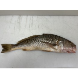 Yellow Croakers JONA WR 1000 gr 10 kg-AR Yellow Croakers JONA WR 1000 gr 10 kg-AR