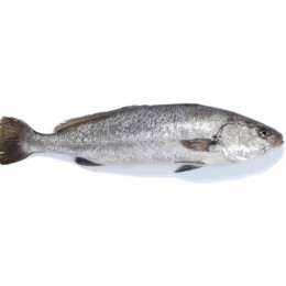 Corvina / Meagre / Argyrosomus regius 2.5-3 Kg 20 kg 10%-TR Corvina / Meagre / Argyrosomus regius 2.5-3 Kg 20 kg 10%-TR