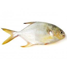 Florida Pompanos/ Pomfret Whole Round 2000gr+ IQF 15 Kg-SR Florida Pompanos/ Pomfret Whole Round 2000gr+ IQF 15 Kg-SR