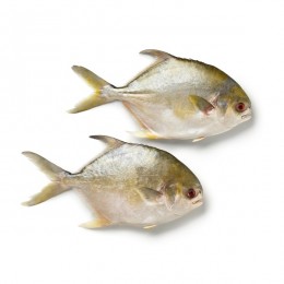 Golden Pomfret/Pompano WR IQF/IWP 300-400 5 Kg-CN Golden Pomfret/Pompano WR IQF/IWP 300-400 5 Kg-CN