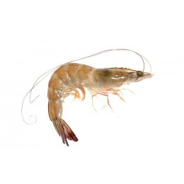 Premium Vannamei shrimps HOSO 50/60 6 x 2 kg 20% -EC Premium Vannamei shrimps HOSO 50/60 6 x 2 kg 20% -EC