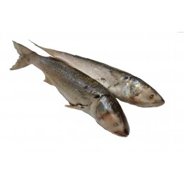 Grey Mullet / Kajal -Srijal Meen WGS 1000 gr+ 10 kg 100%-MR Grey Mullet / Kajal -Srijal Meen WGS 1000 gr+ 10 kg 100%-MR