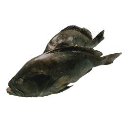 White Grouper / Tsjof / Tewa WG 1-2 Kg 10 kg IQF IWP 100%-KE White Grouper / Tsjof / Tewa WG 1-2 Kg 10 kg IQF IWP 100%-KE