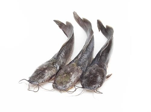 Catfish gutted 400-600 gr 4 kg IQF 20 %-VN