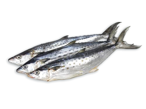 JONA Kingfish (Scomberomorus Spp)  WG IWP 700-1000 10 kg-SR