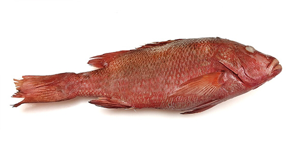 Red Snappers (Lutj. Sang.) 3000-5000 Kg WR IQF/IWP20Kg-IN