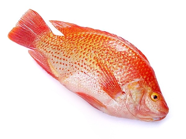 Red Tilapia G&S 500-700 gr 4kg IQF/IWP 20%-VN
