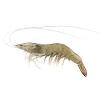 Jona Premium Vannamei shrimps HOSO RC 40/50 10x1 kg 20% -EC