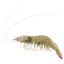 Jona Premium Vannamei shrimps HOSO RC 50/60 10x1 kg 20% -EC