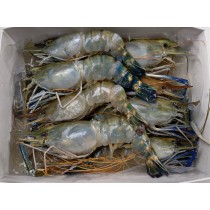 Fresh Water shrimps HOSO 6/8 10 x 1 kg 20%-BD