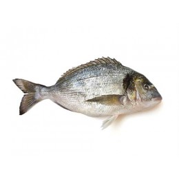 Dorade / Seabream WGS 400-600 gr 10x1kg IQF 20% -TR Dorade / Seabream WGS 400-600 gr 10x1kg IQF 20% -TR