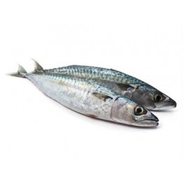 Mackerel WR 400-600 gr 2 x 12.5 Kilo Block-FO Mackerel WR 400-600 gr 2 x 12.5 Kilo Block-FO