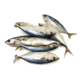 Indian Mackerel/Cá Bạc má 2A WR 6/8p VAC 10 x 1 Kg 10%-VN Indian Mackerel/Cá Bạc má 2A WR 6/8p VAC 10 x 1 Kg 10%-VN