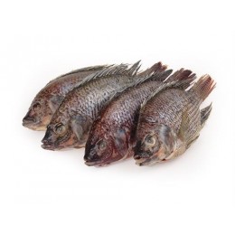 Tilapia G&S 300-500 gr 4 kg 20%-VN Tilapia G&S 300-500 gr 4 kg 20%-VN