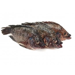 JONA Tilapia G&S 500-800 gr 2 x 2.5 kilo IWP 20 %-CN JONA Tilapia G&S 500-800 gr 2 x 2.5 kilo IWP 20 %-CN