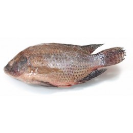 Tilapia G&S 500-800 gr 4 kg 20%-VN Tilapia G&S 500-800 gr 4 kg 20%-VN