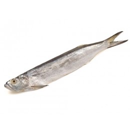 Wolf Herring / ???? 300g - 500 Gr 10kg-IN Wolf Herring / ???? 300g - 500 Gr 10kg-IN