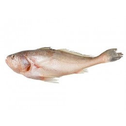 River/ Freshwater Croackers Gutted 200/300 10 x 1 kg -SR River/ Freshwater Croackers Gutted 200/300 10 x 1 kg -SR