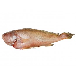 River/ Freshwater Croackers Gutted 2000gr up- IWP 20 kg-SU River/ Freshwater Croackers Gutted 2000gr up- IWP 20 kg-SU